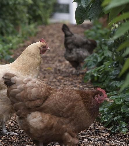 Free Range Chicken